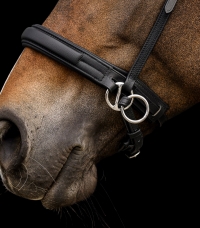 Horse Horse