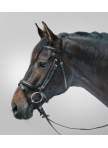 STAR Bridle Lifestyle