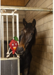 Excellent Horse Foodie Friends Raspberry Excellent Horse Foodie Friends Raspberry