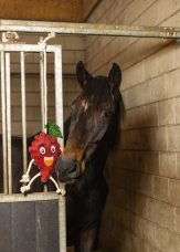 Horse Horse