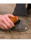 Hoof Brush HardWood