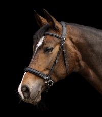 Horse Horse