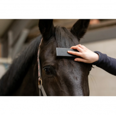Horse Horse