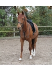 Waldhausen X-Line Martingale