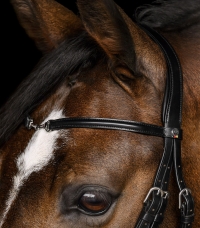 Horse Horse