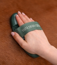 Horse Horse